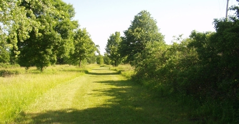 Dog Exercise Area