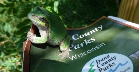 Tree Frog (courtesy S. Edlebeck)