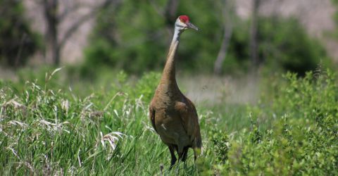 Sandhill Crane