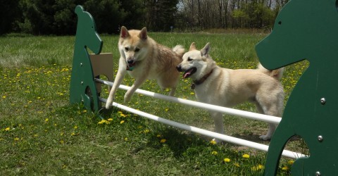 Fun at the Dog Park