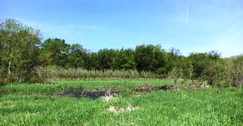 Wetland