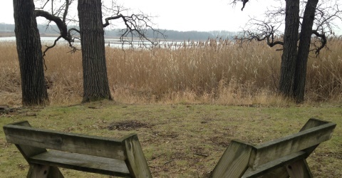 Wetland View from Benches