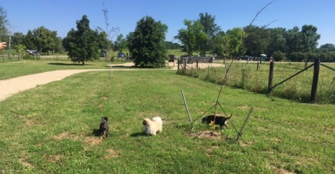 Small Dog Park