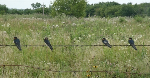 Barn Swallows