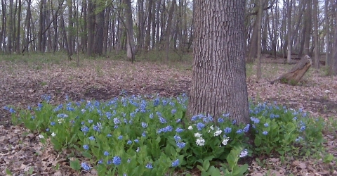 Virginia Bluebells