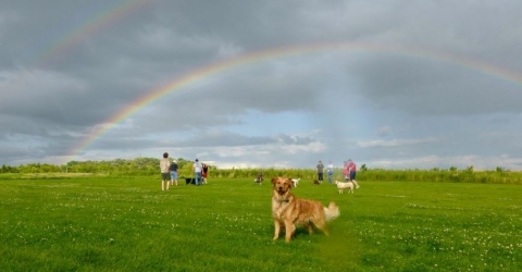 Dog Exercise Area (courtesy A. Althouse)