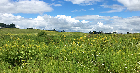 Scenic view of blue skies and a prairie blooming with wildflowers