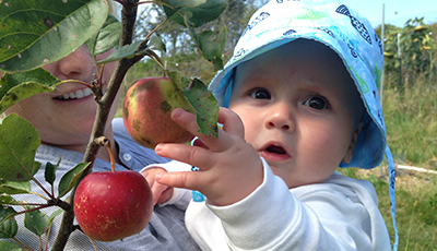 Apple Picking