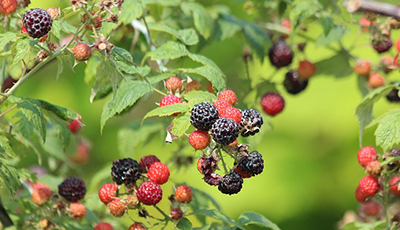 Ripening Black Raspberries