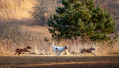 Dogs running at park