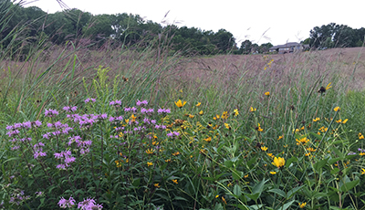 Native Prairie Mix