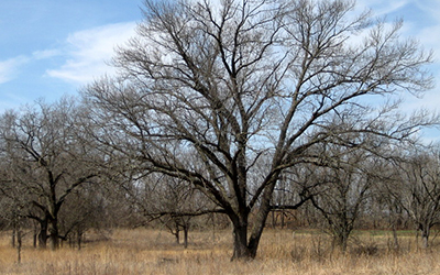 Oak Savanna