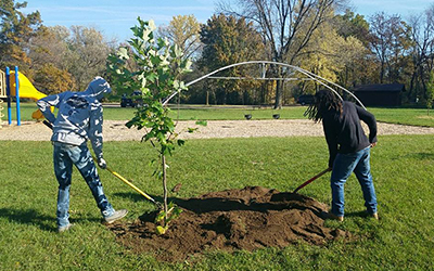 Planting a tree