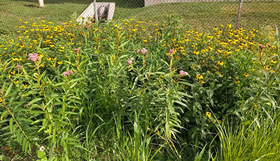 Shabazz High School Rain Garden