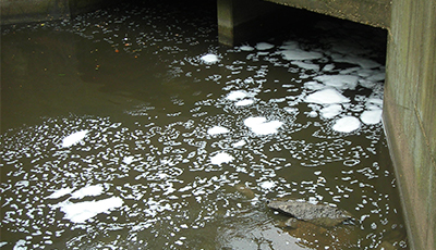 White foamy substance floating in the water