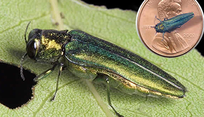 Emerald Ash Borer