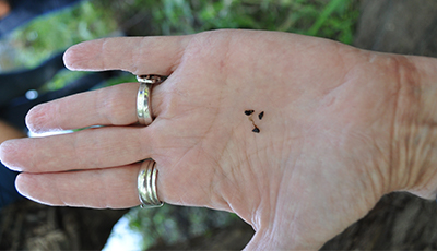 New Zealand Mud Snail