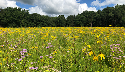 Prairie Restoration