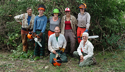 Volunteers controlling invasive species with chainsaws