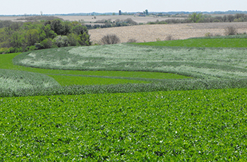 Contour Strips in a farm field