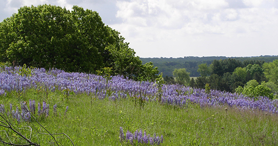 Lupin in Bloom - scenic landscape