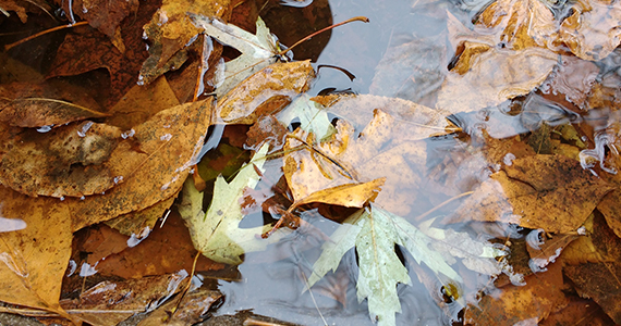 leaves in water